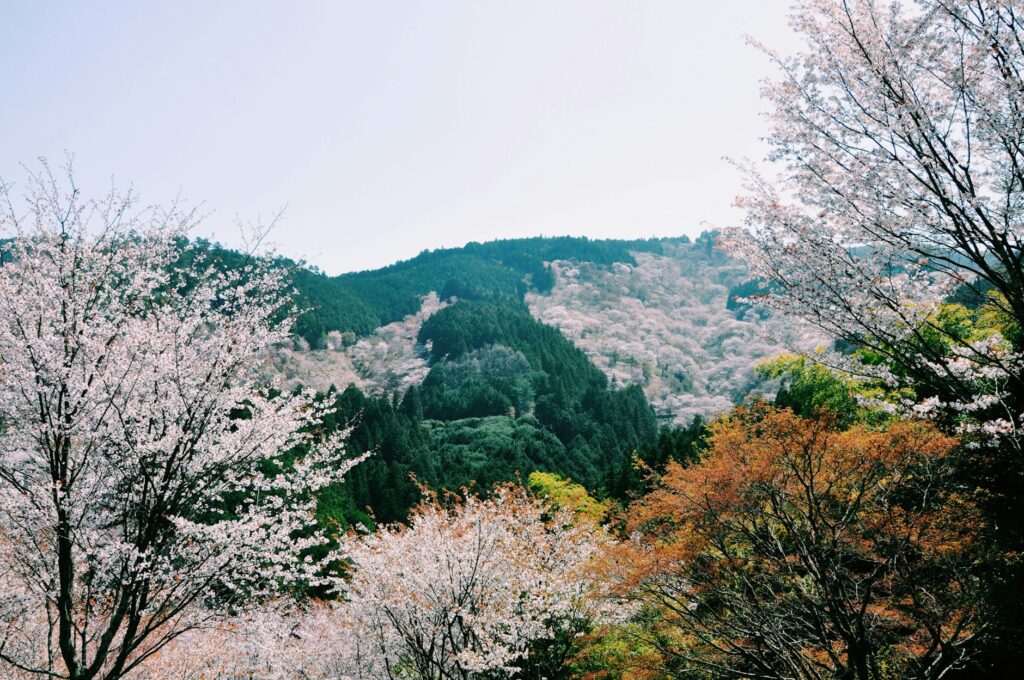 Tsunaihaiya seasonal landscape