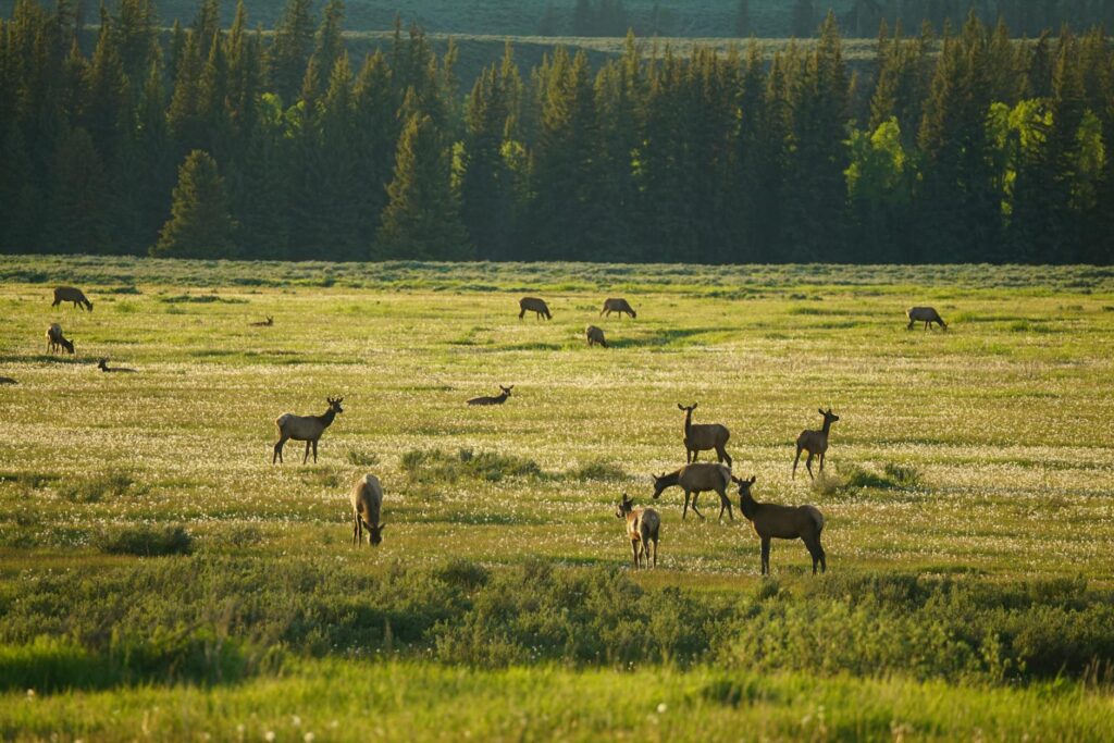 wildlife management Norway