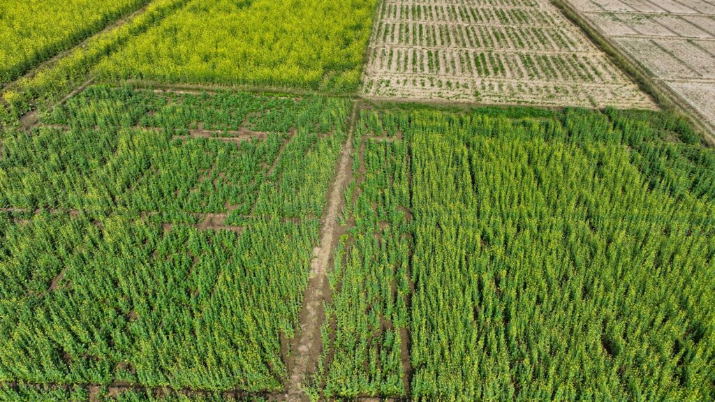 agricultural health inspection