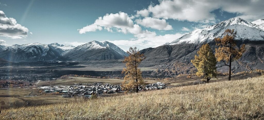 Altai Mountains plant root