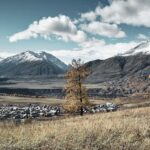 Altai Mountains plant root