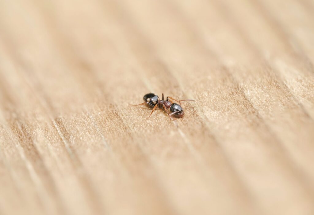 Anticimex pest control indoor quality