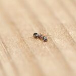 Anticimex pest control indoor quality