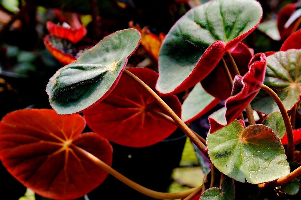 beginner indoor plants