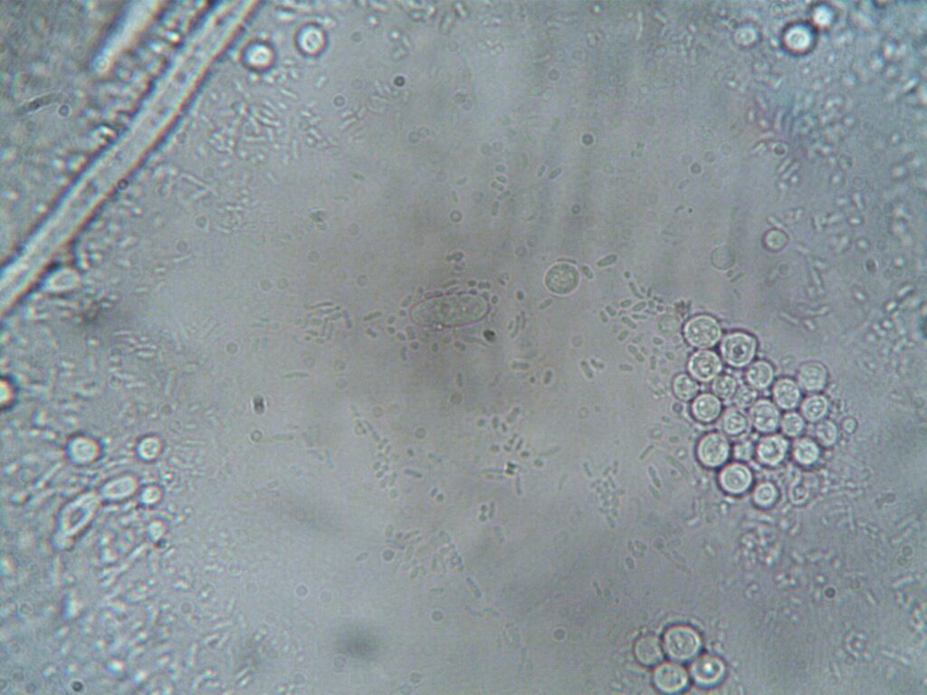 cellular receptors signaling