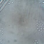 cellular receptors signaling