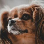 charles nnanna portrait