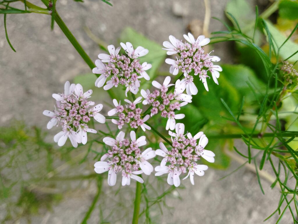 coriander plant leaves and seeds