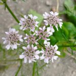 coriander plant leaves and seeds