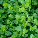 coriander plant leaves and seeds