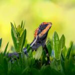 Emma Frost White Queen Marvel