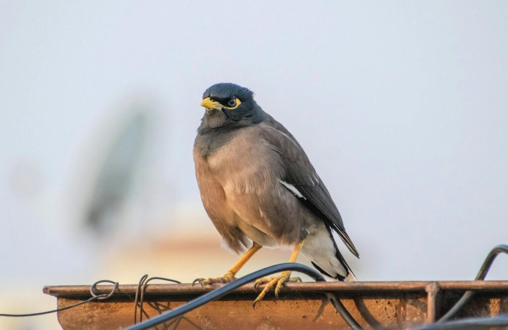 fanisco common mistakes