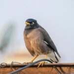 fanisco common mistakes