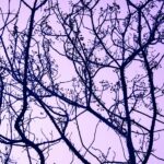 five interconnected elements concept