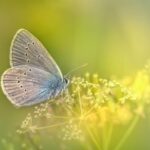 flutter dandys world aesthetic collage