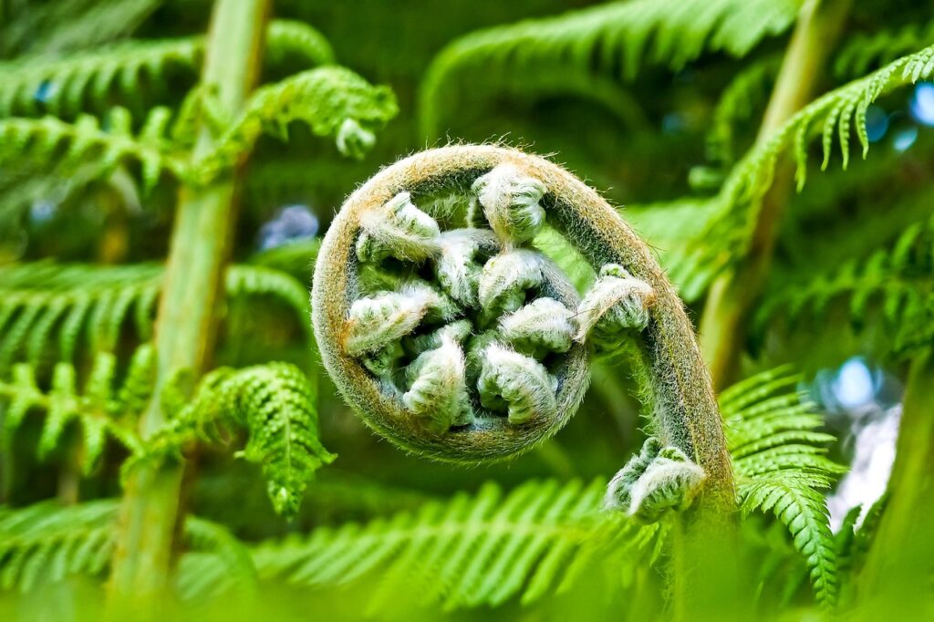 garden spring shoots