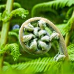 garden spring shoots