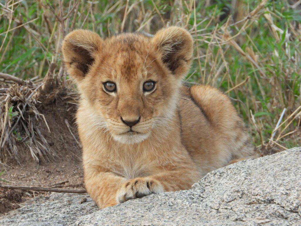 kovu cub lion king