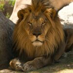 Kovu Lion King cub