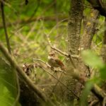 Luke Nightingale painting