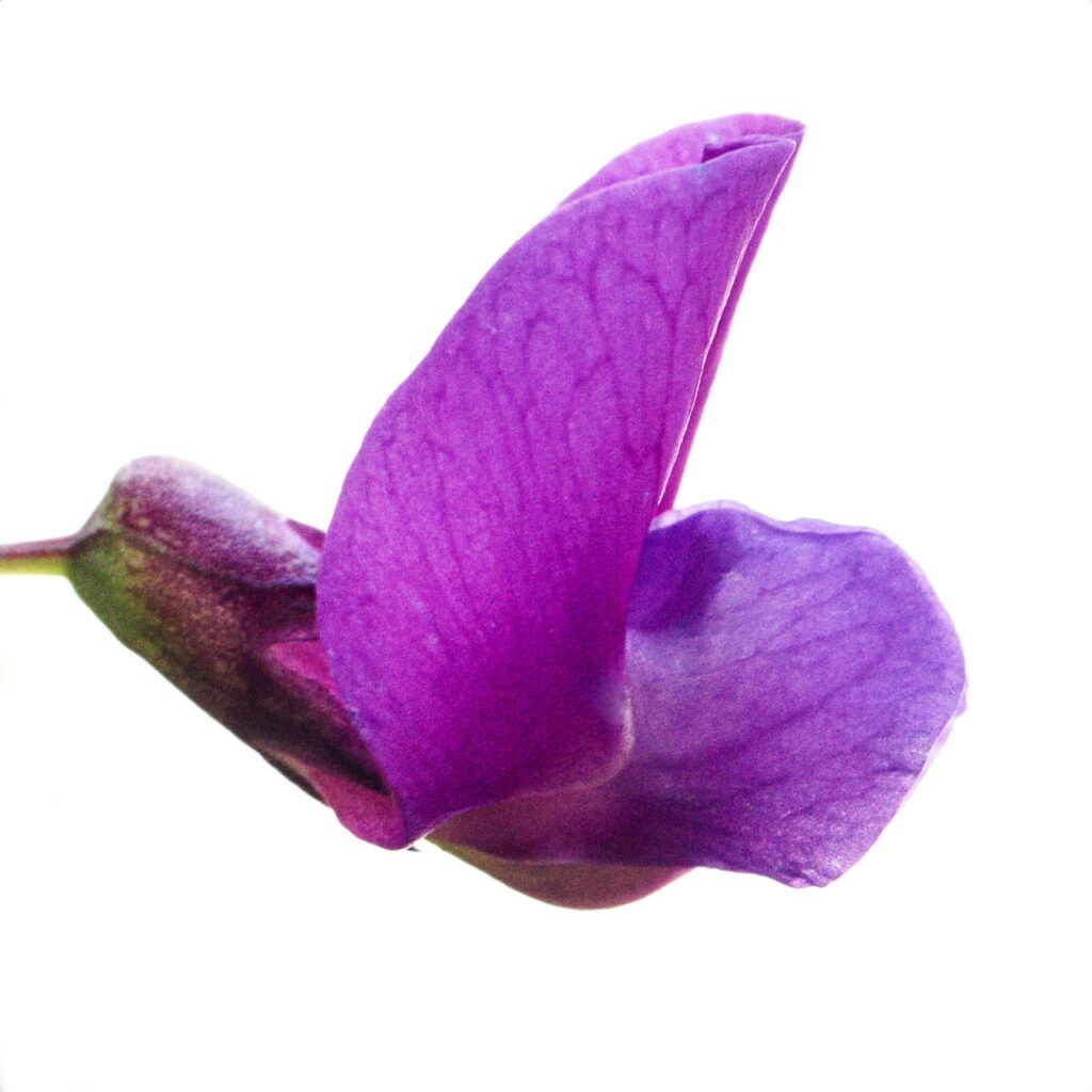 Mendel pea plant genetics