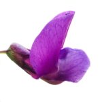 Mendel pea plant genetics