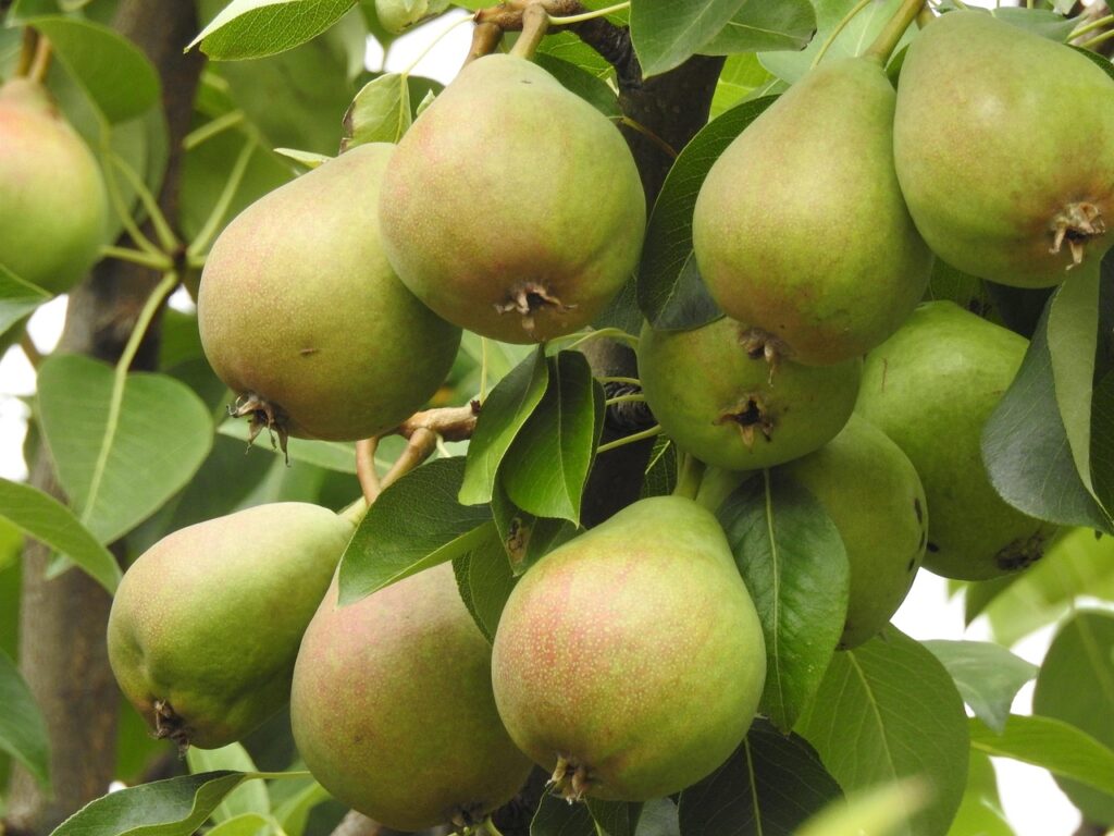 navigator pear fruit
