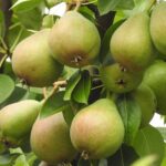 navigator pear fruit
