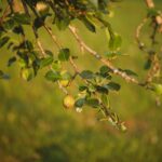 pear tree in full sun