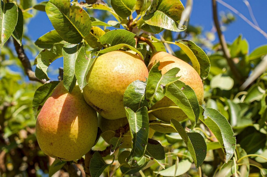 pear tree full sun