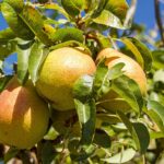 pear tree full sun