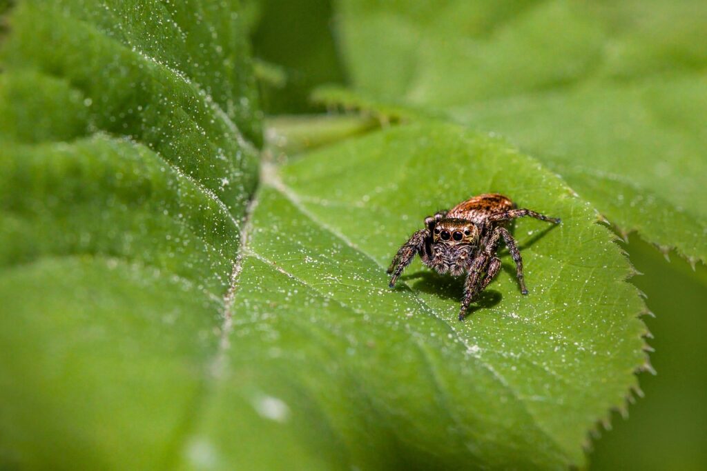pest control consolidation