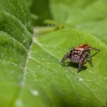 pest control consolidation
