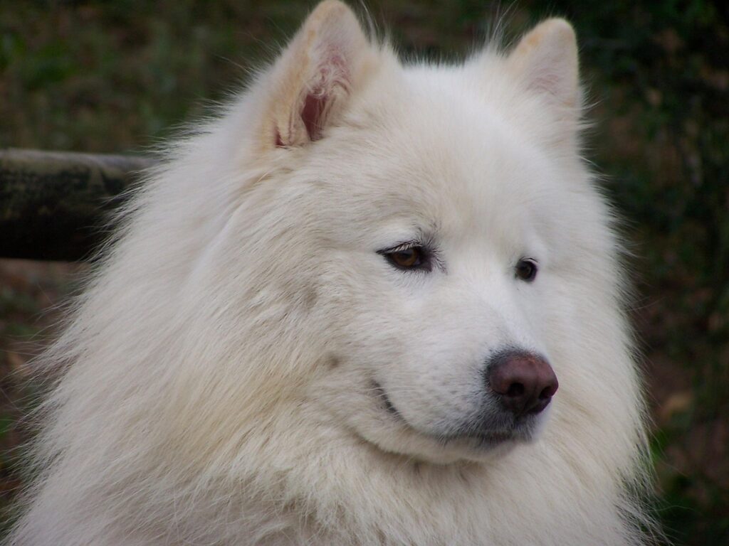 Prince Stolas Helluva Boss