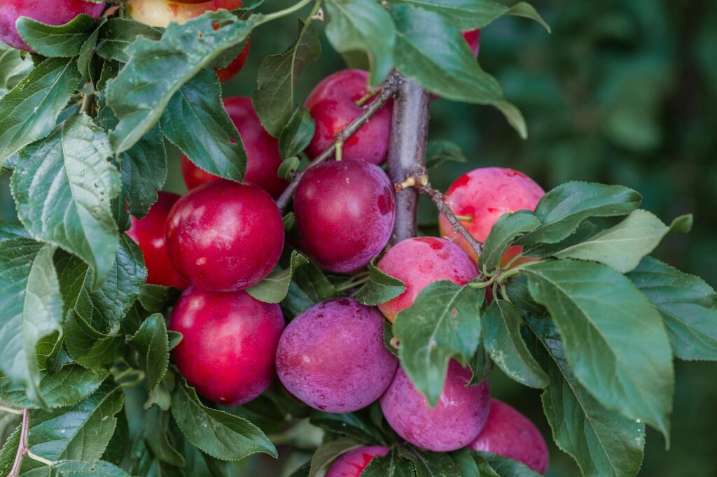 ripe plum tomatoes