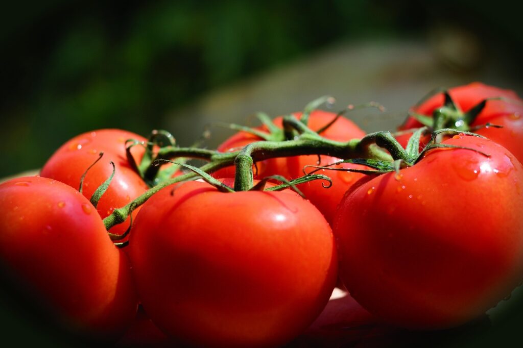 ripe plum tomatoes on vine