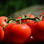 ripe plum tomatoes on vine