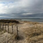 Sandy Togsvig artwork