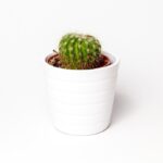 small apartment decor budget
