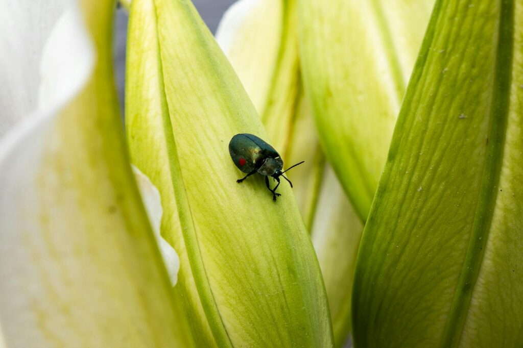 stolas helluva boss official art