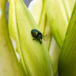 stolas helluva boss official art