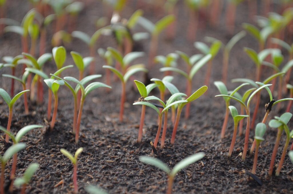 Wietie plant leaves