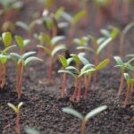 Wietie plant leaves