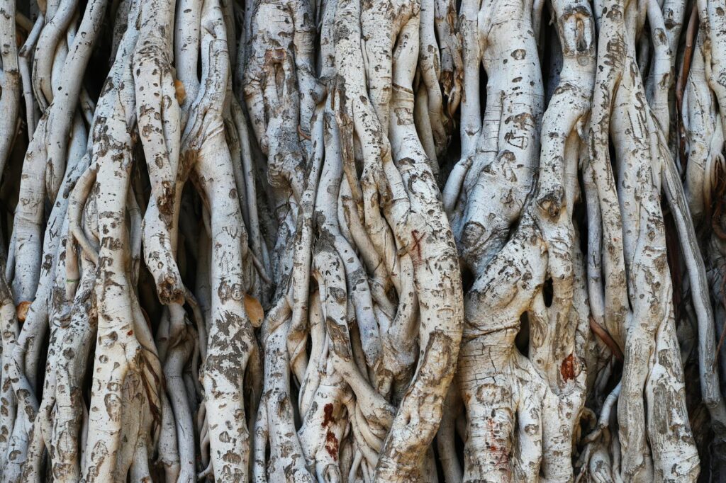 intertwined roots of substance abuse and violence