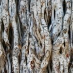 intertwined roots of substance abuse and violence